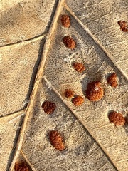 Acalitus ferrugineum