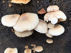 Neolentinus adhaerens