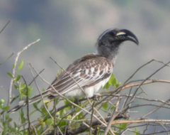 Lophoceros nasutus