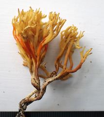 Clavulinopsis corniculata
