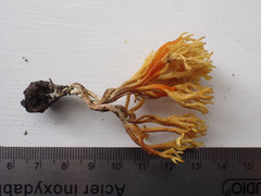 Clavulinopsis corniculata