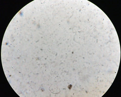 Clavulinopsis corniculata