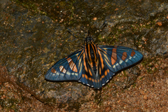 Phocides yokhara