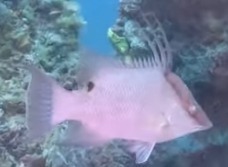 Lachnolaimus maximus