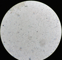 Clavulinopsis corniculata