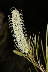 Grevillea pterosperma