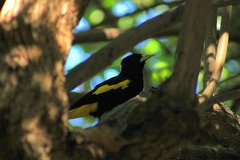 Cassiculus melanicterus