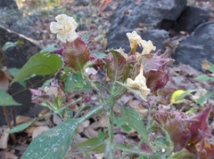 Strobilanthes ixiocephala