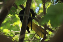 Cassiculus melanicterus