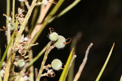 Grevillea pterosperma