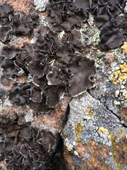 Dermatocarpon miniatum