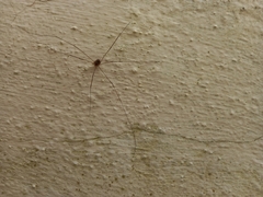 Bunochelis spinifera