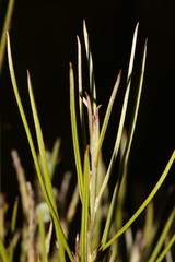 Grevillea pterosperma
