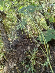 Pennellia longifolia