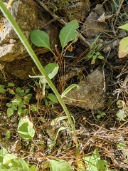 Pennellia longifolia