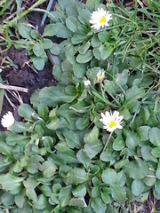 Bellis perennis