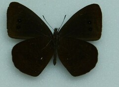 Lymanopoda panacea