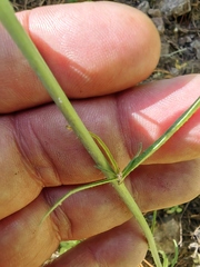 Pennellia longifolia