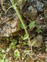 Pennellia longifolia