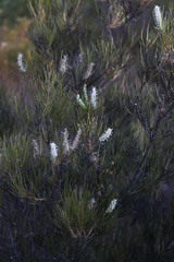 Grevillea pterosperma
