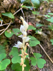 Cephalanthera austiniae