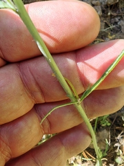 Pennellia longifolia