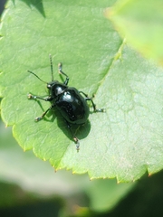 Typophorus nigritus