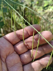Pennellia longifolia