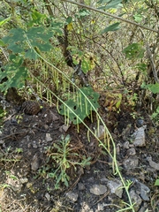 Pennellia longifolia