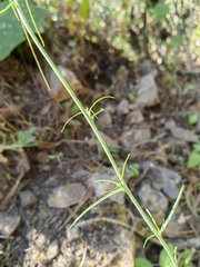 Pennellia longifolia