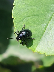 Typophorus nigritus