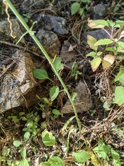 Pennellia longifolia