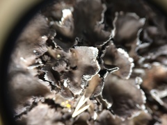 Dermatocarpon miniatum