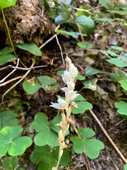 Cephalanthera austiniae