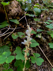 Cephalanthera austiniae