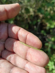 Pennellia longifolia