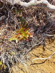 Epilobium crassum