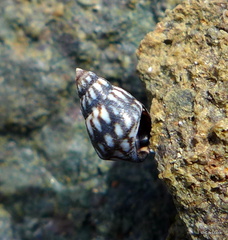 Echinolittorina interrupta