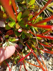 Epilobium crassum