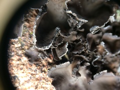 Dermatocarpon miniatum