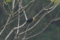 Chrysomus icterocephalus