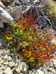 Epilobium crassum