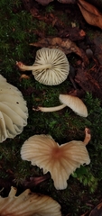 Collybiopsis neotropica