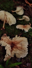 Collybiopsis neotropica