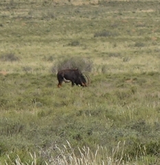 Hippotragus niger niger