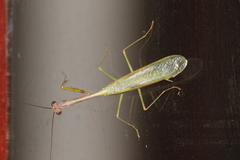 Parastagmatoptera