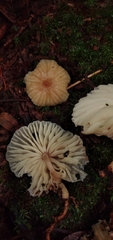 Collybiopsis neotropica
