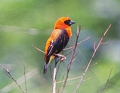 Euplectes hordeaceus