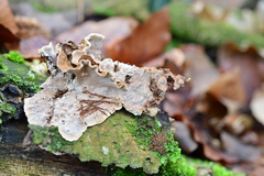 Stereum gausapatum