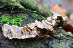 Stereum gausapatum